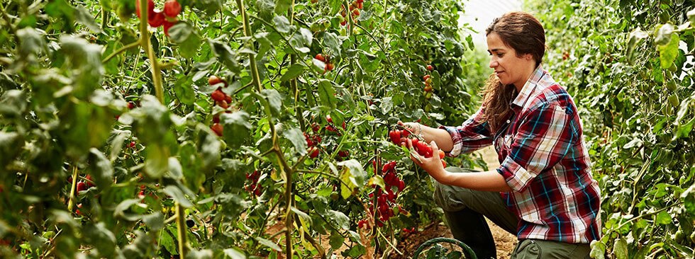 Innovating the future of fresh produce
